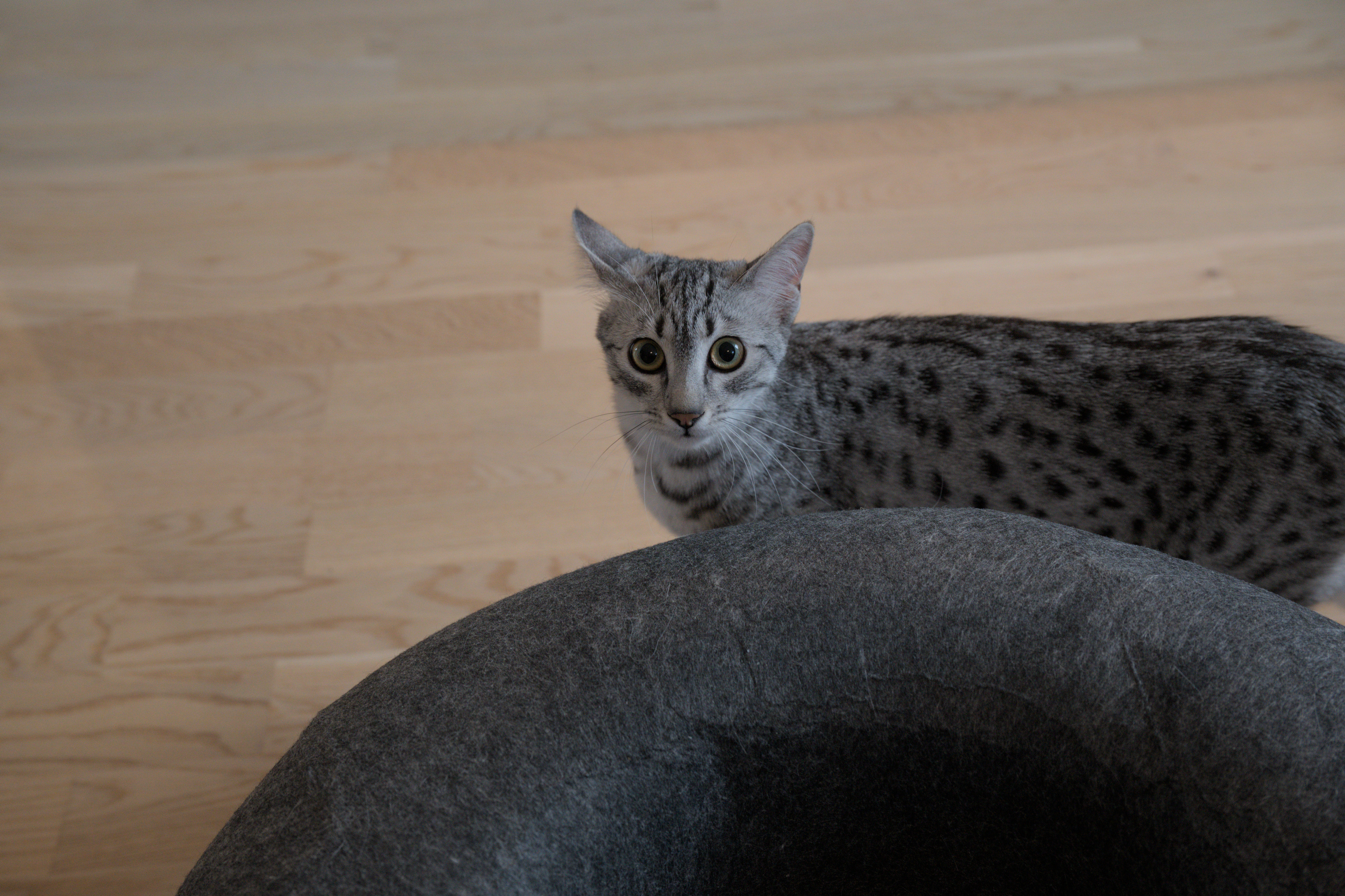 2025/10/12 - cats/DSC_0027.jpg